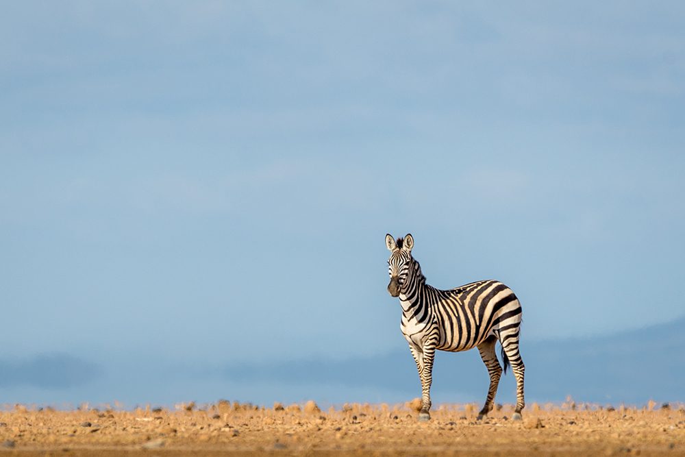 Colors of the Wind 1 - Image 2