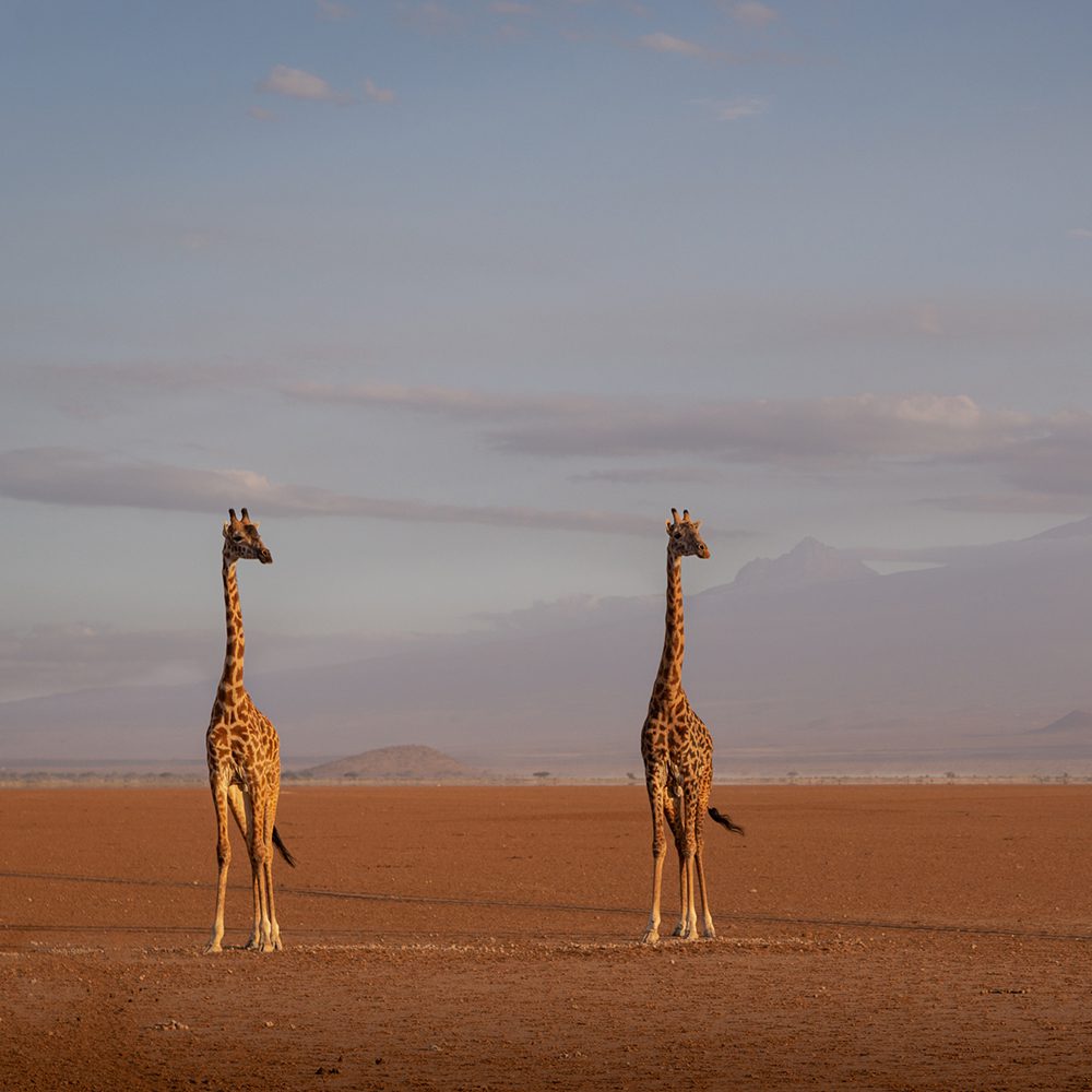 Colors of the Wind 2