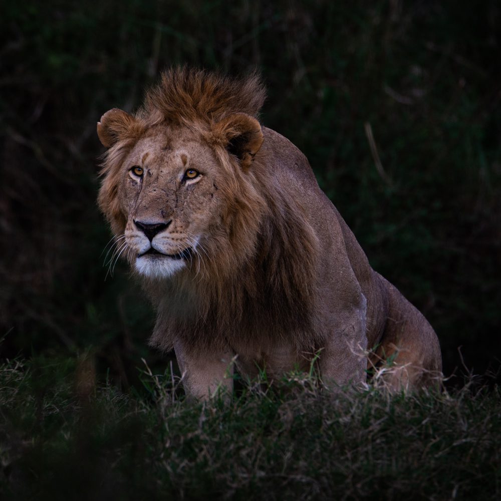 Colors of the Wind 6