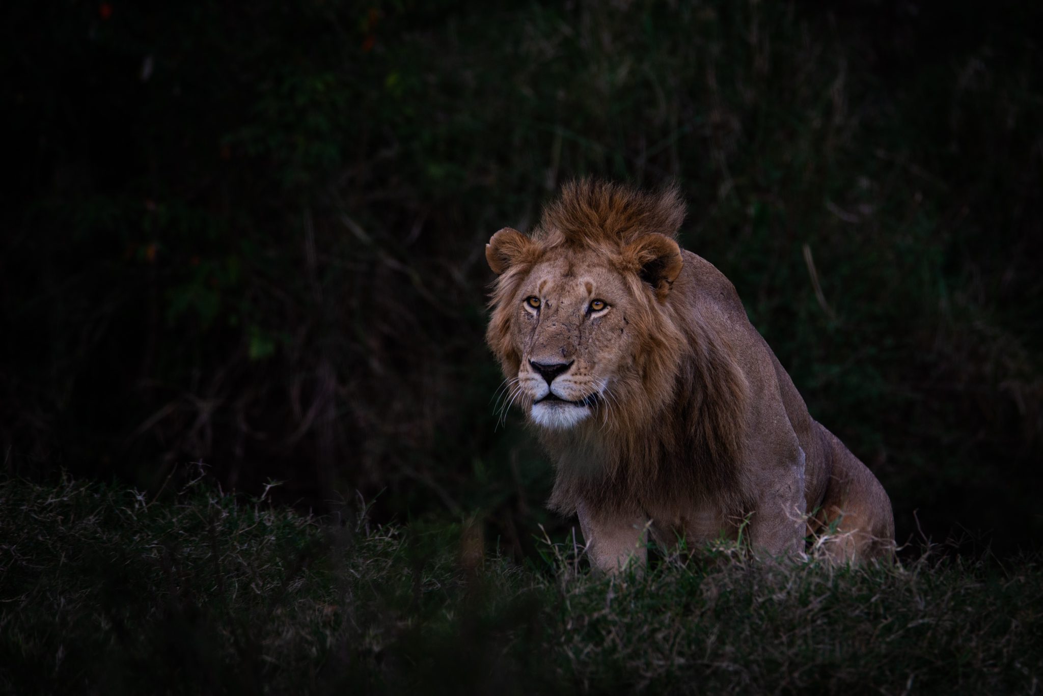 Colors of the Wind 6 - Image 3